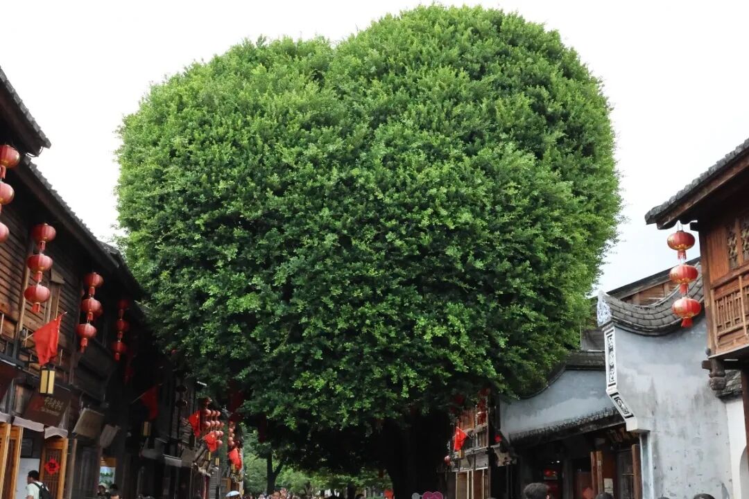 1758697713275107.jpg 10.jpg